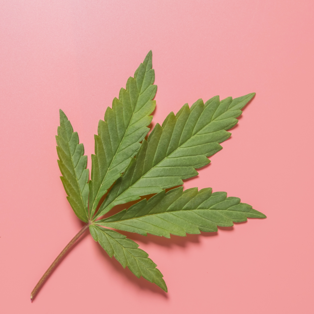 Cannabis leaf with colorful sky in the background.