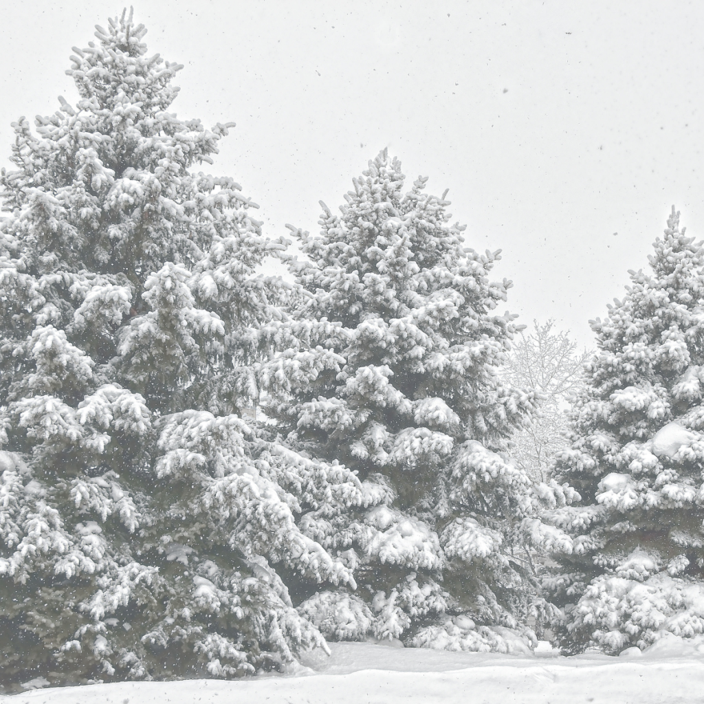 Winter Trees
